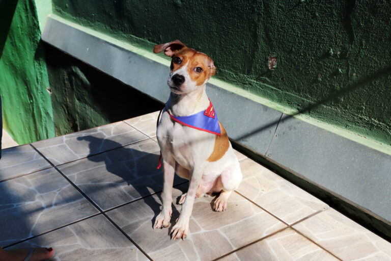Adote o Van Dogh! Cãozinho que perdeu a orelha durante resgate está disponível para adoção